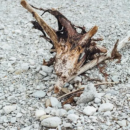 Wildgruen Mini 2 * 프론텐